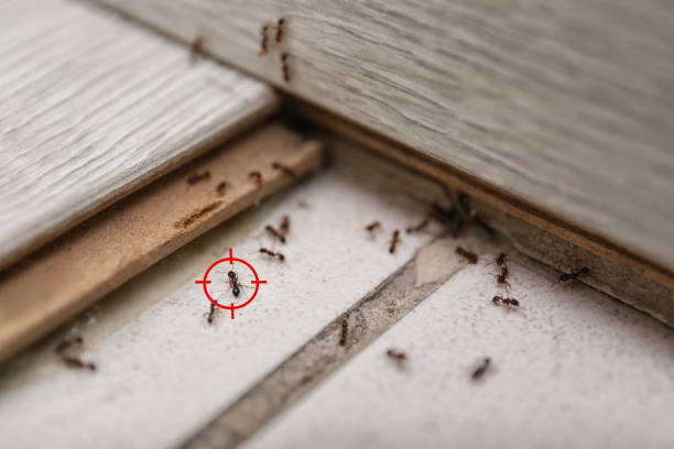 Best Best Pest Control Companies  in Glouster, OH