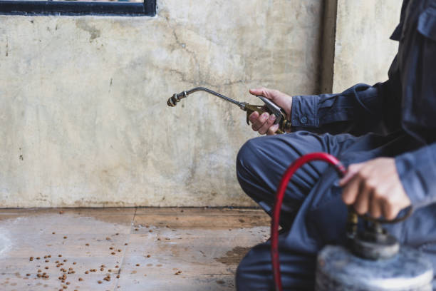 Wasp Removal Services in Glouster, OH